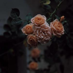 桃子视频网站免费观看网
